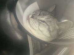 -伟伟宠物医院·瑞派猫友好医院·猫科(光谷店)