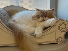 -Cappucimeow猫咪咖啡馆(韦伯时代店)