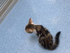 -美联众合动物医院(·中兽医·疑难杂症·严家桥分院)