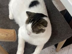 -喵园·猫主题咖啡厅·撸猫·猫咖(国贸店)