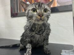 -乐琪宠物医院·犬猫专科·骨外科·急重症