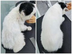 -爱洗澡的猫(望京店)