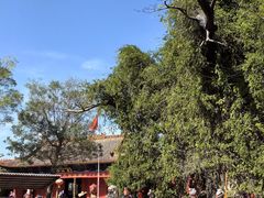 -大槐树寻根祭祖园
