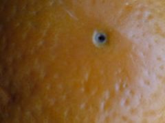 -鲜丰水果(昆山第一人民医院店)