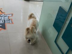 -佳雯宠物医院·皮肤科·内外科(春晓路分院)