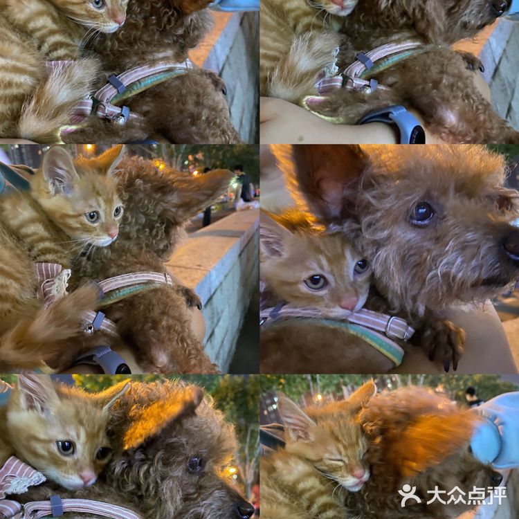 免费领养满月小橘猫，仅限北京！