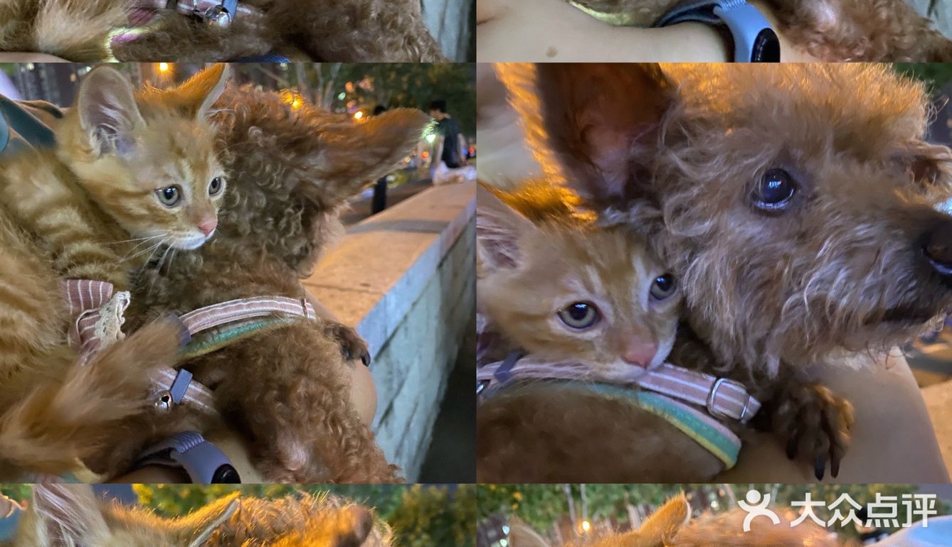 免费领养满月小橘猫，仅限北京！