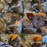 免费领养满月小橘猫，仅限北京！