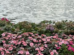-荔湾湖公园