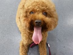 -爱侣宠医·鹦鹉专科·小型哺乳类·异宠专科(灵石路店)