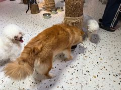 -毛绒耶耶撸宠馆·猫咖·狗咖·荷兰猪咖