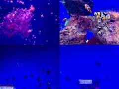 -海合安武汉极地海洋公园