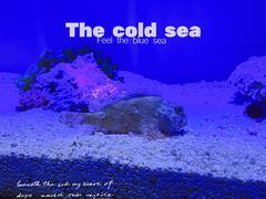 -上海海洋水族馆