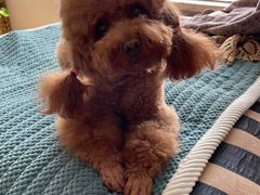 -宠福鑫康馨动物医院·骨科·眼科