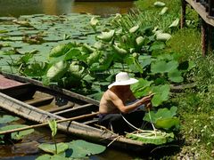 -洪湖生态旅游区