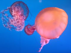 -太平洋海底世界