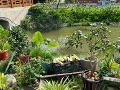 -马陆小张葡萄园农家乐