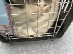 -爱佳宠物中心医院24H·CT·骨外科·猫专科(瑶海万达店)