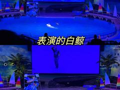 -海合安武汉极地海洋公园