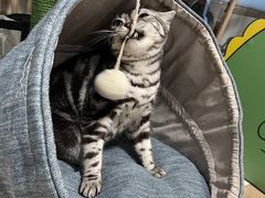 -猫大福·Fortune Cat猫舍(百子湾店)