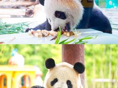 -杭州野生动物世界