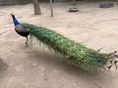 -草根堂农场
