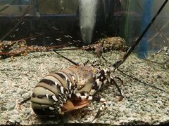 -Isla Sugbu Seafood City