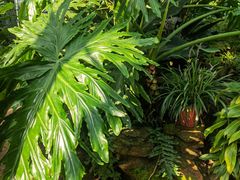 -国家植物园南园