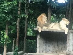 -清迈夜间动物园