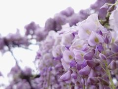 -嘉定紫藤园