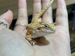 -酷以爬仙阁实体爬宠店·守宫·蜥蜴·专业繁育