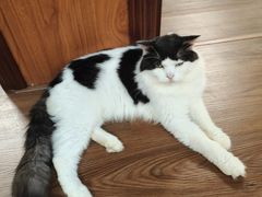 -楼上猫咖(罗湖店)