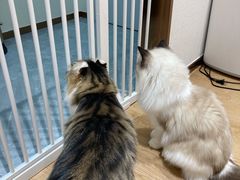 -1013 PET SHOP精品宠物商店(丁香店)