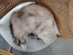 -共舞时光猫咖·狗咖(新街口店)