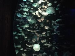 -悉尼海洋生物水族馆