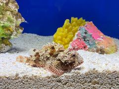 -上海海洋水族馆