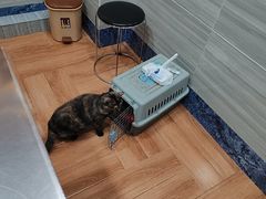 -瑞派名望志远动物医院·猫科·內科·异宠专科(直港大道店)