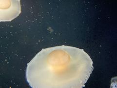 -欢乐海岸海洋奇梦馆
