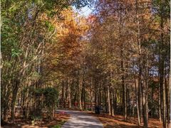 -上海海湾国家森林公园