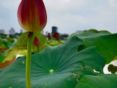 -莲花池公园