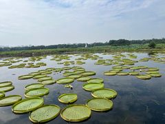 -荷塘月色湿地公园·向阳花洲