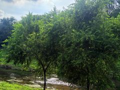 -黑龙江省森林植物园