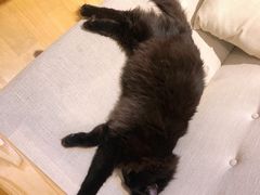 -藏猫猫咖啡主题馆(中央大道店)