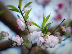 -南汇桃花村