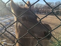 -北京麋鹿生态实验中心