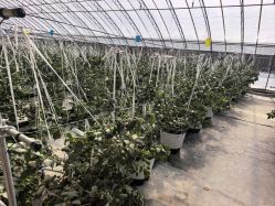 -蓝呗呗蓝莓草莓采摘园(通州区马驹桥店)