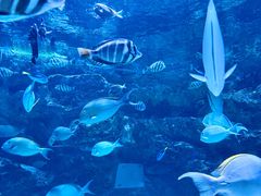 -海合安成都极地海洋公园