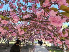 -石家庄市植物园
