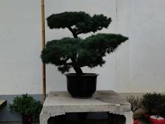 -龙华寺