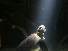 -胡哥烤肥牛(车公庙店)